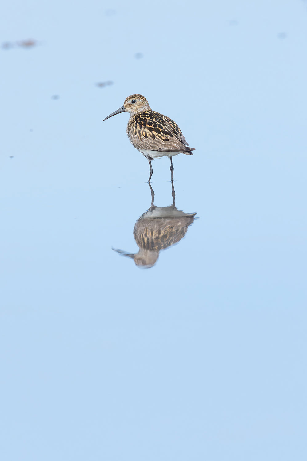 Wildlife of Iceland : the Dunlin