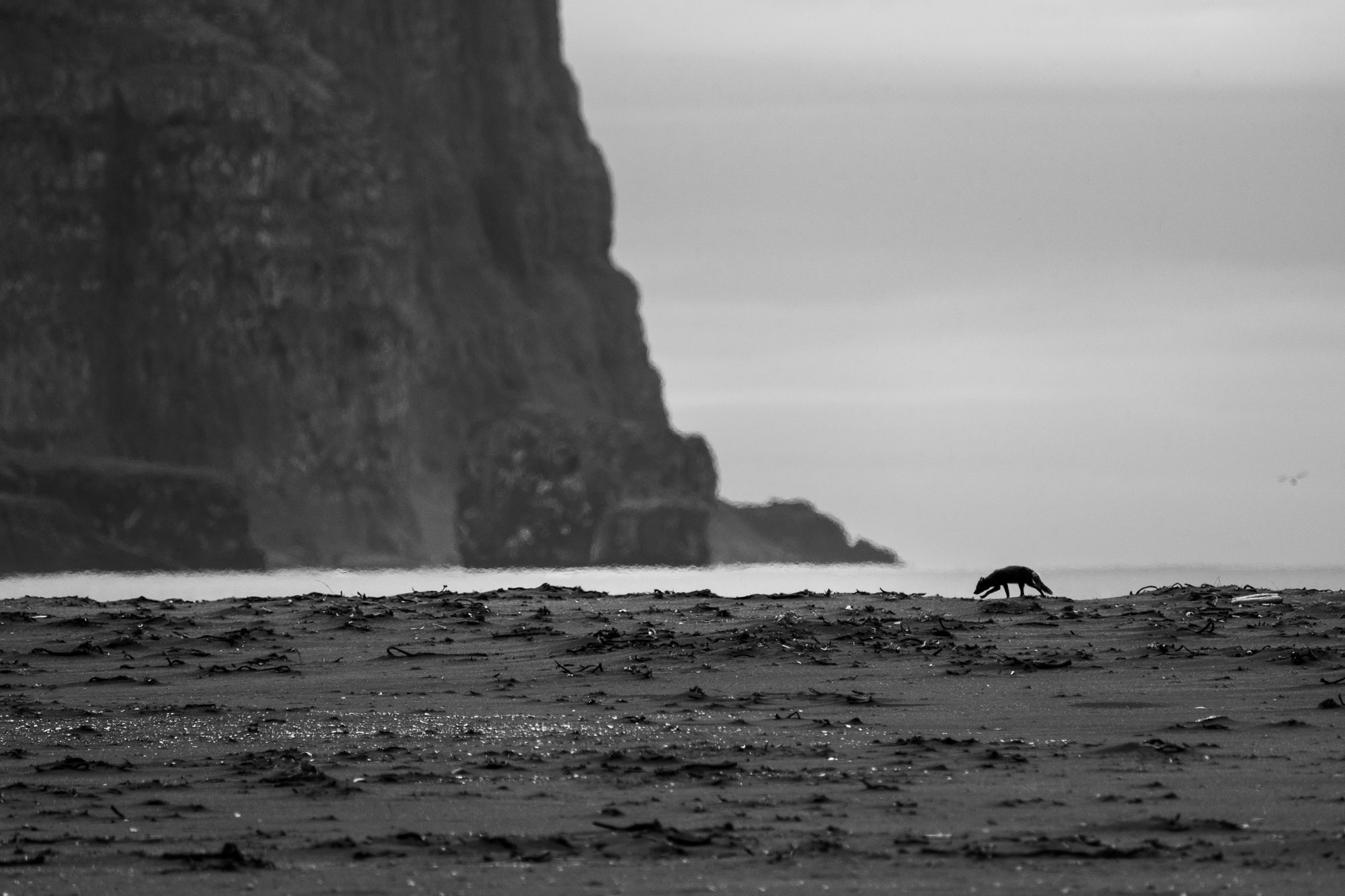 Arctic fox in Hornstrandir