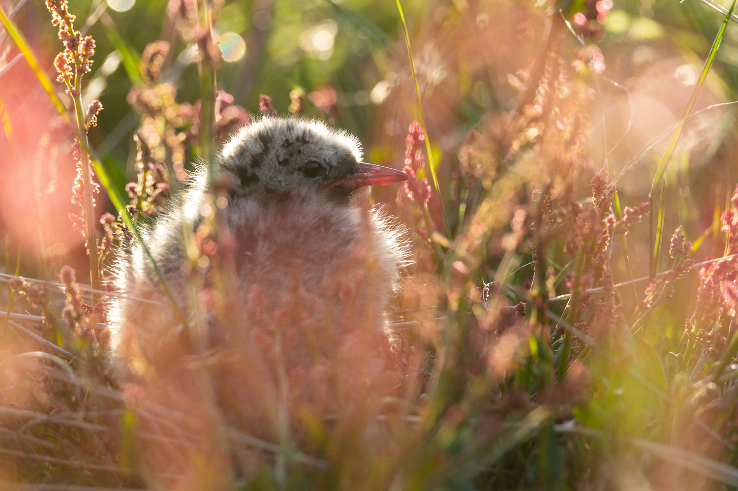 Wildlife of Iceland : Juvenile Arctic tern
