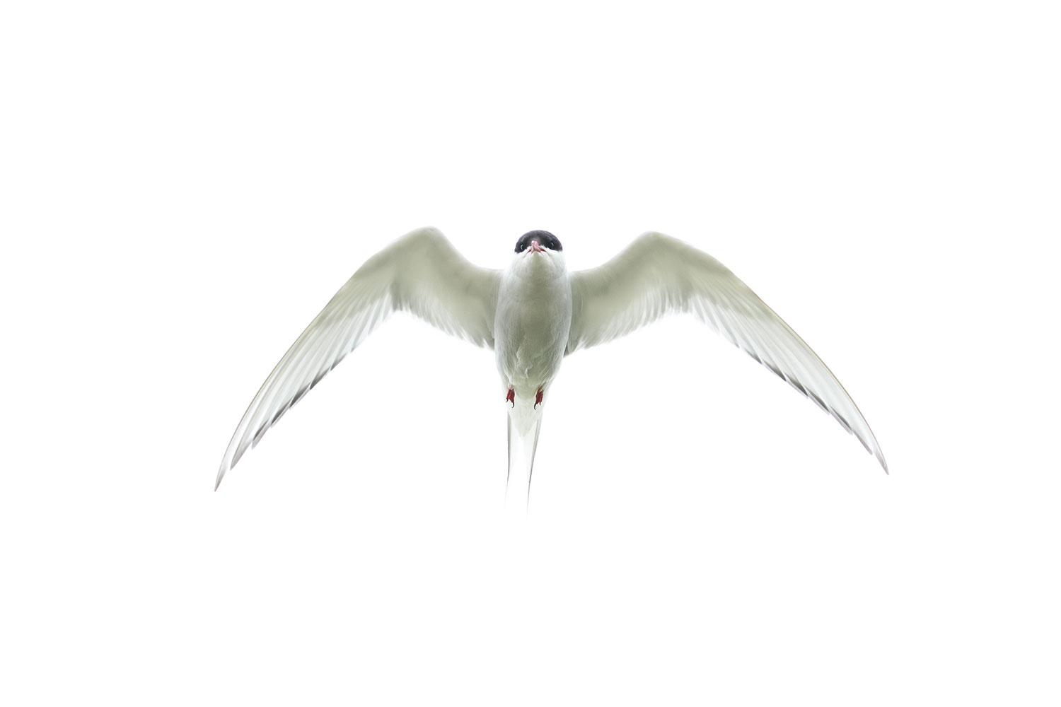 Wildlife of Iceland : The Arctic tern