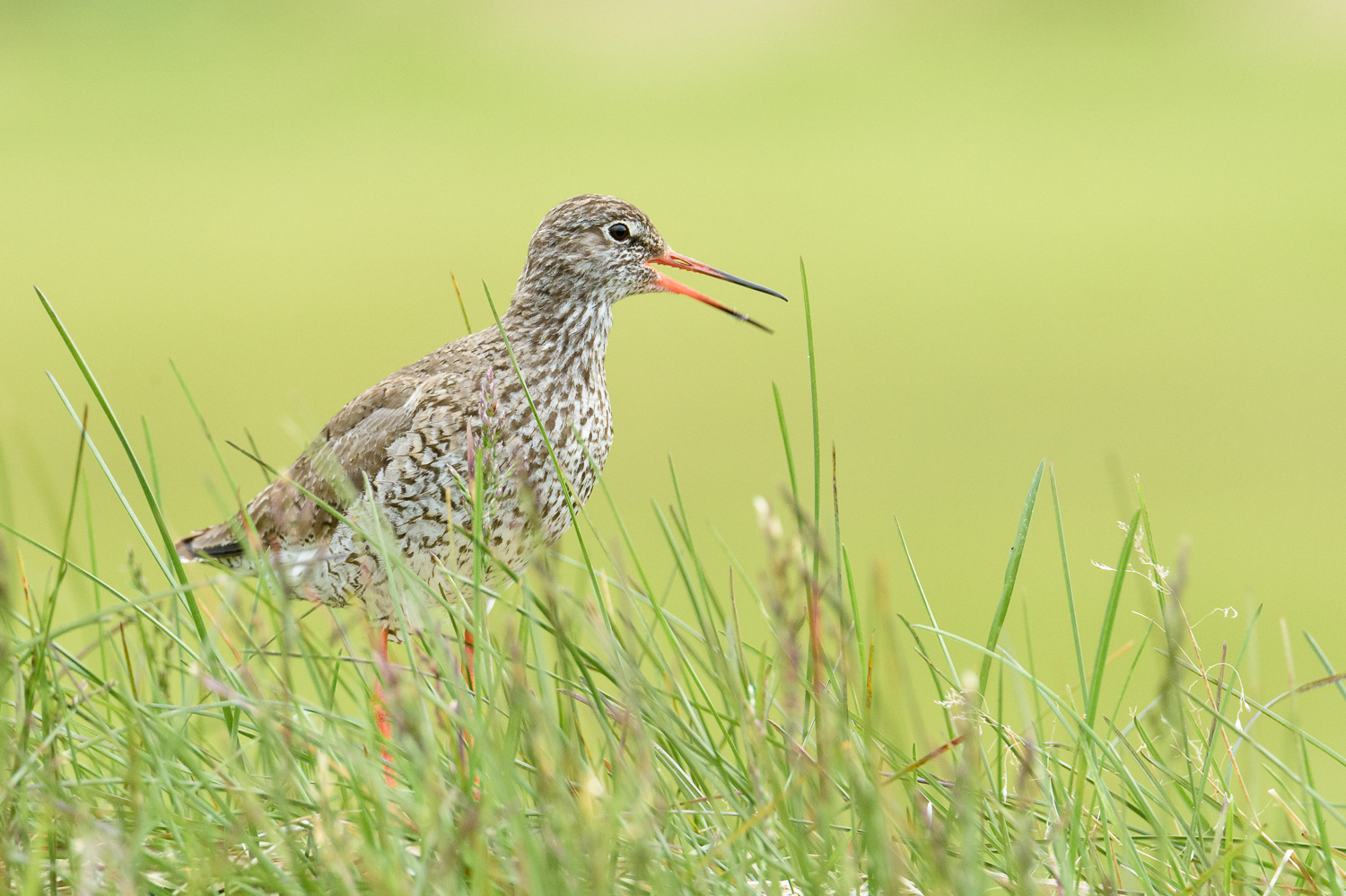 Wildlife of Iceland : The redshank
