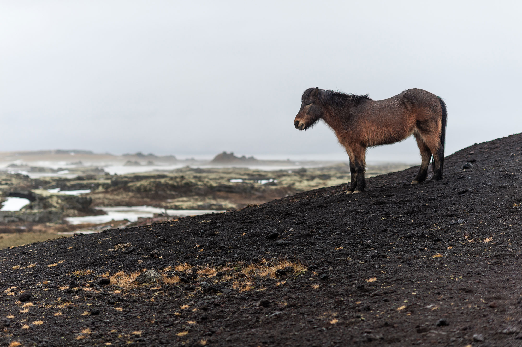An Icelandic horse on a lava field