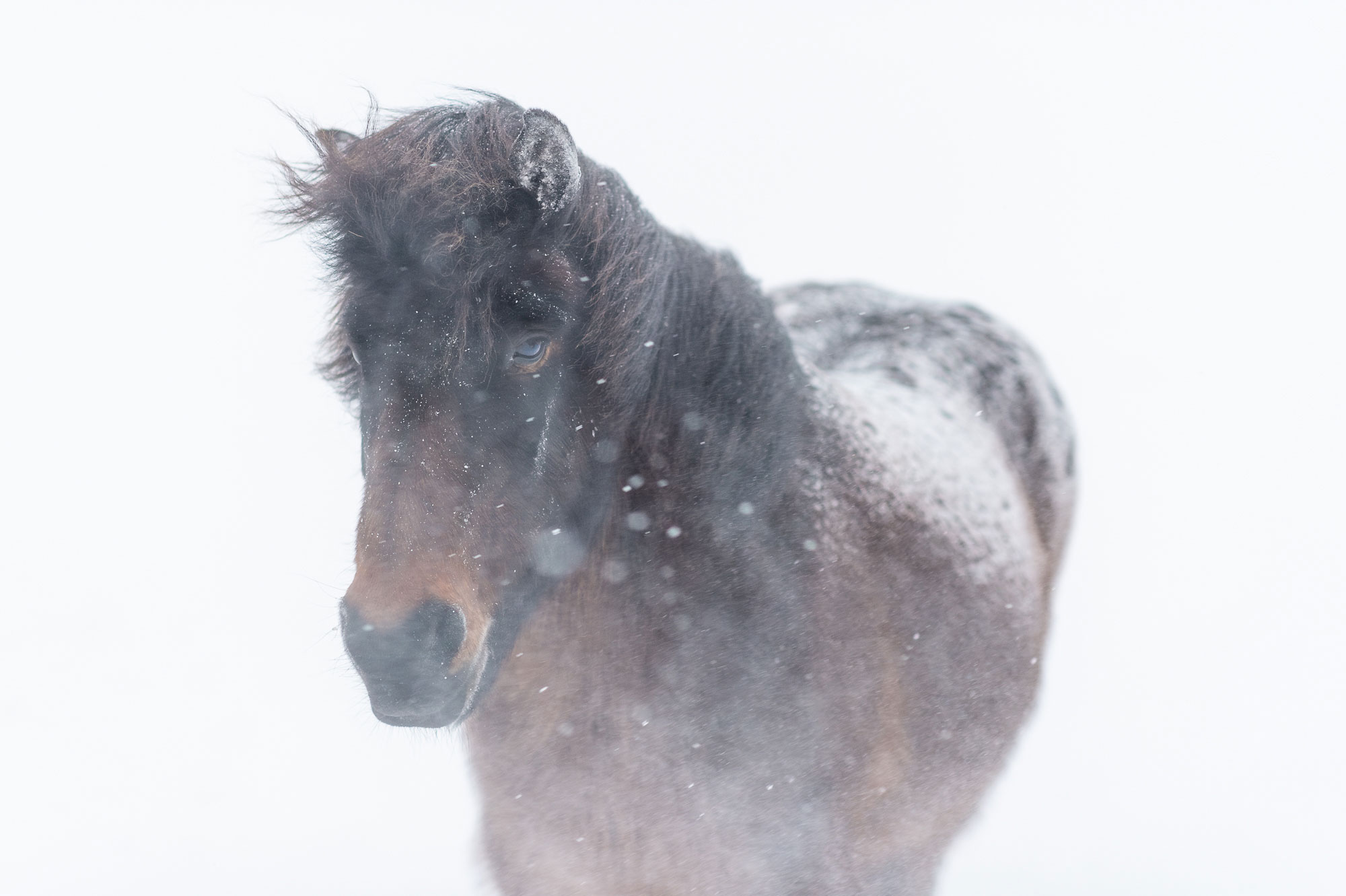 Cheval islandais dans la tempête de neige