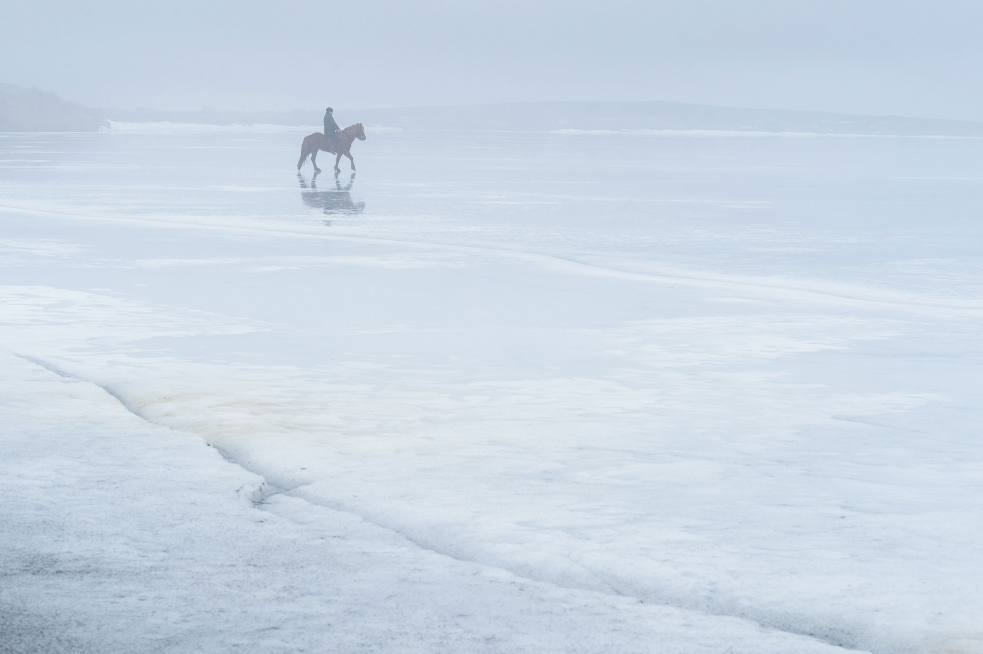 An Icelandic horse on the frozen Lake Mývatn