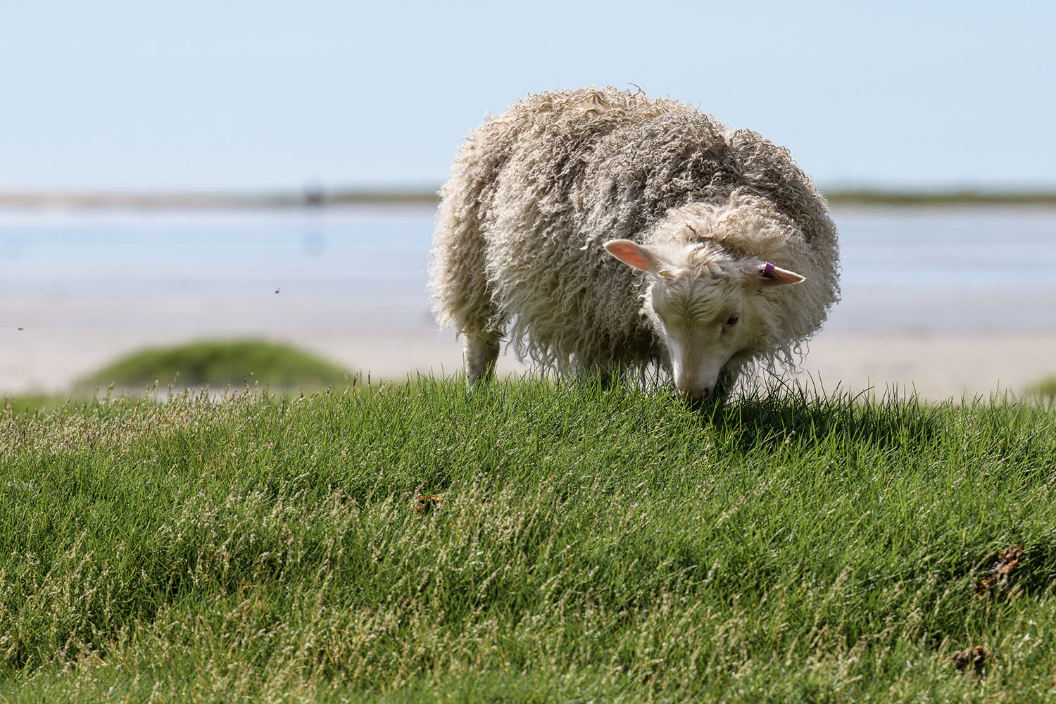 Icelandic sheep