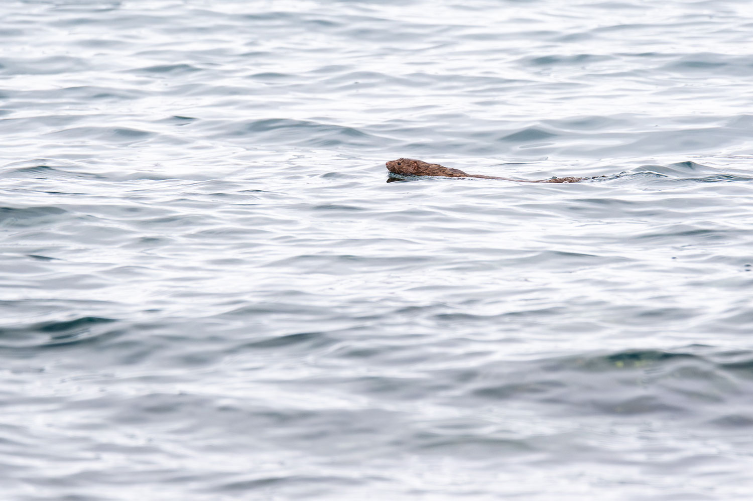 American mink in Iceland