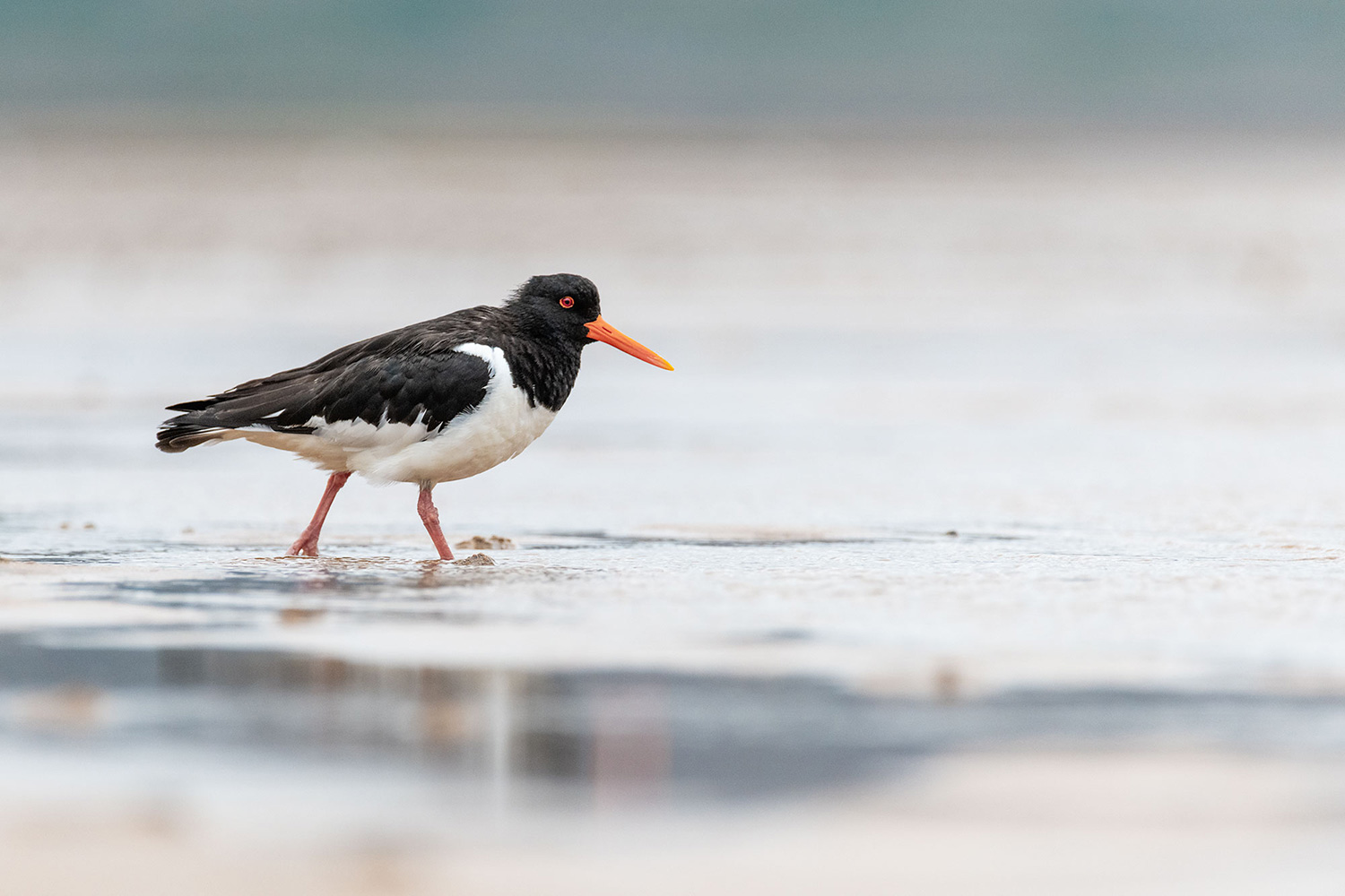Wildlife oif Iceland : Oystercatcher