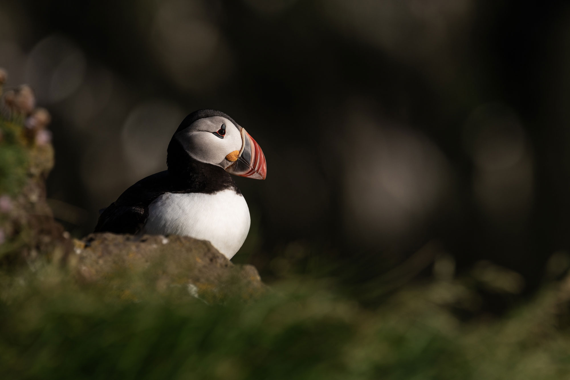 Puffin at Dyrhólaey