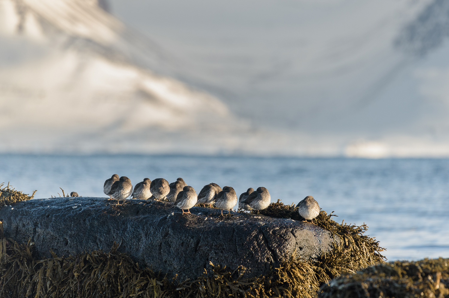 Wildlife of Iceland : Purple sandpipers in the Westfjords