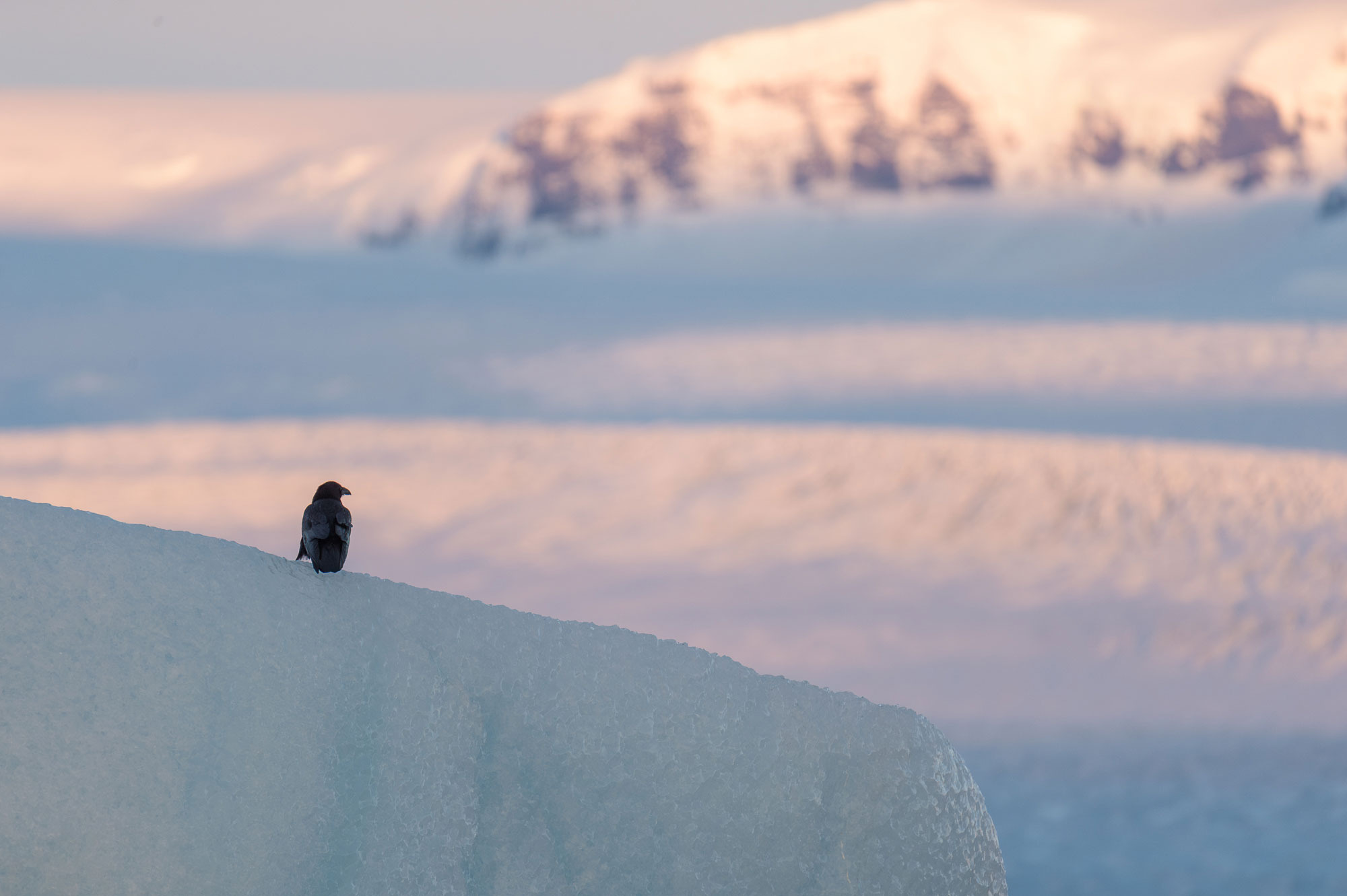 Common raven on the ice of Jökulsárlón