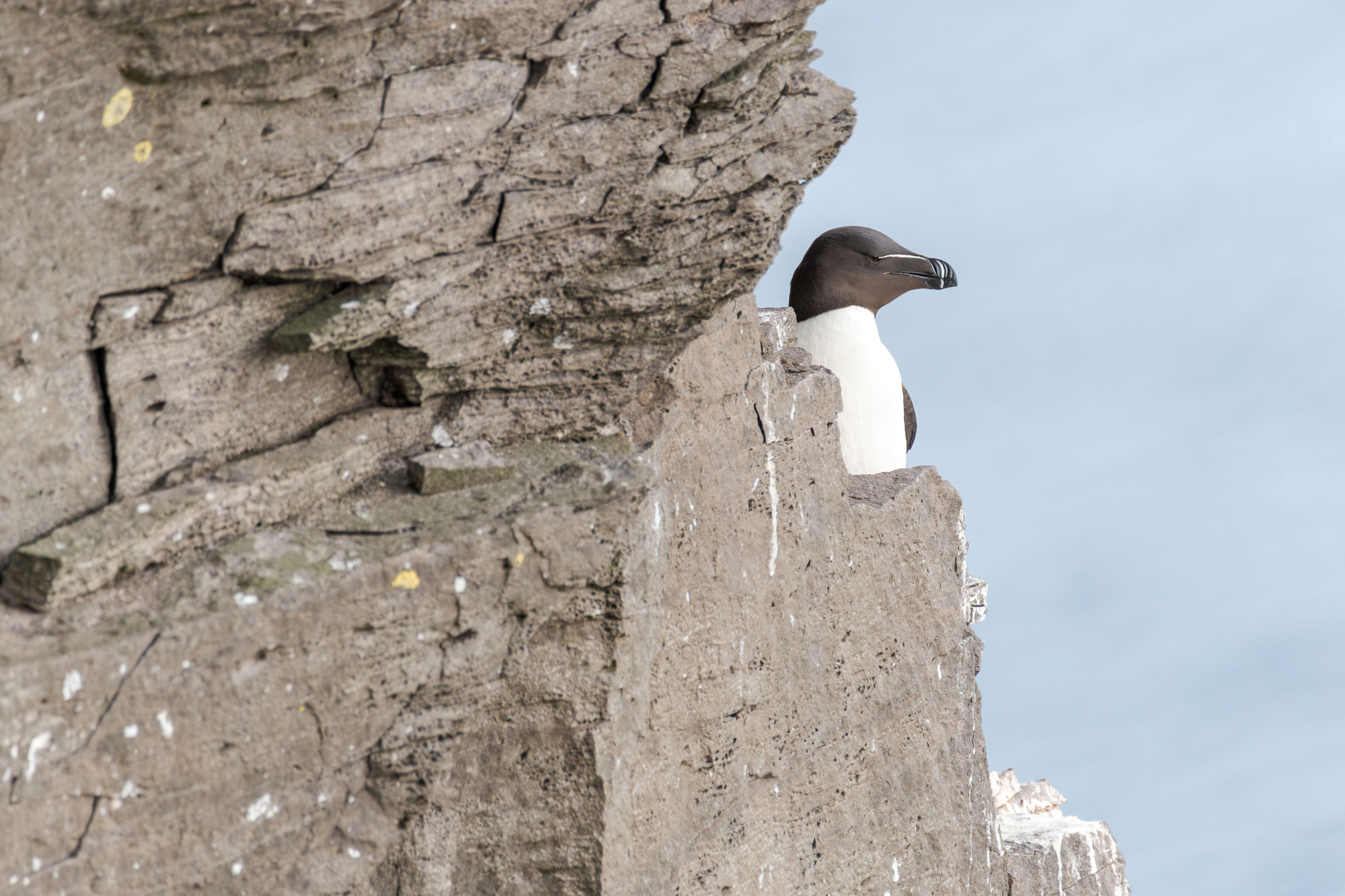 Razorbill in Latrabjarg