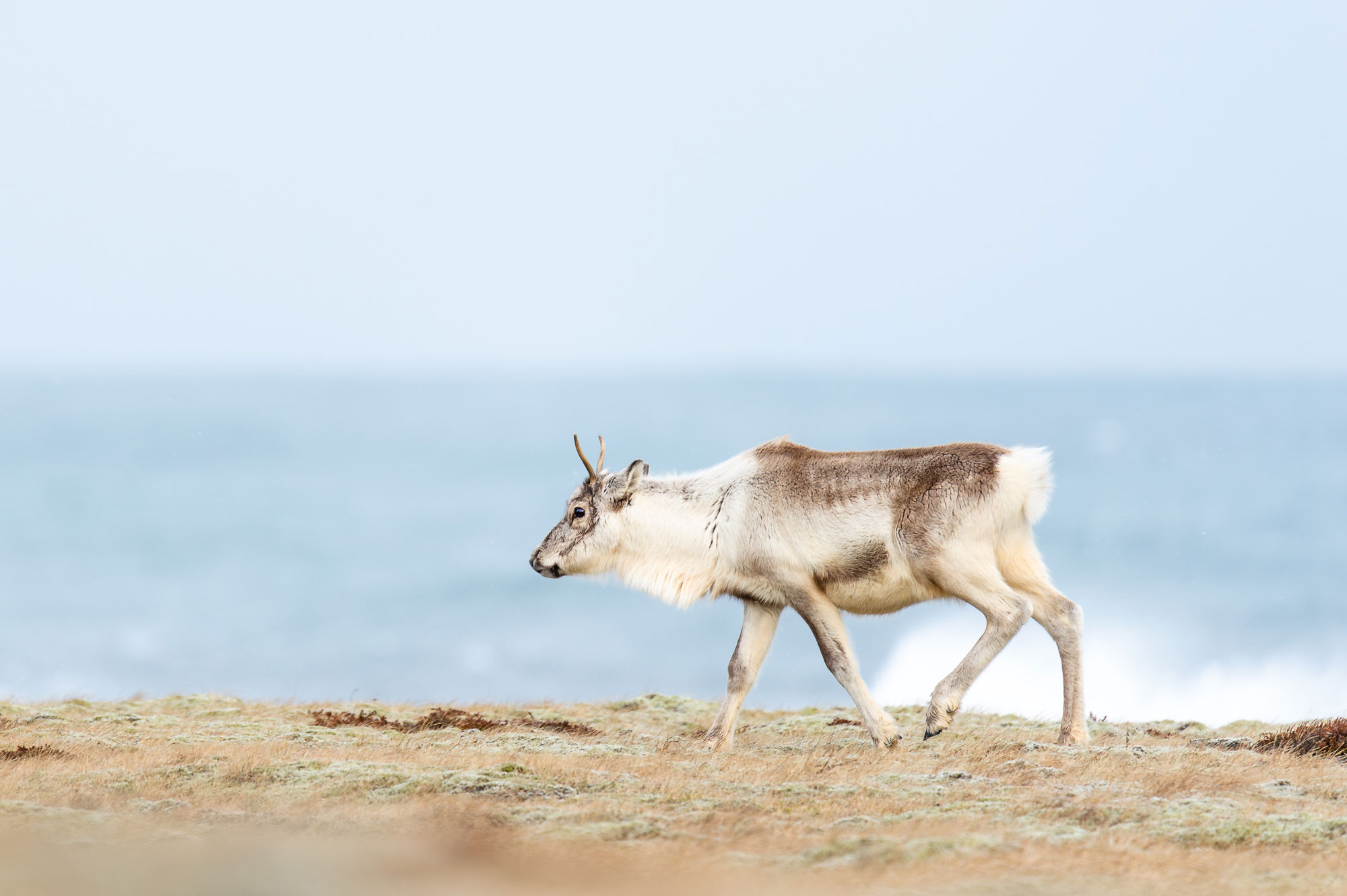 Reindeer on the Ring Road in Iceland