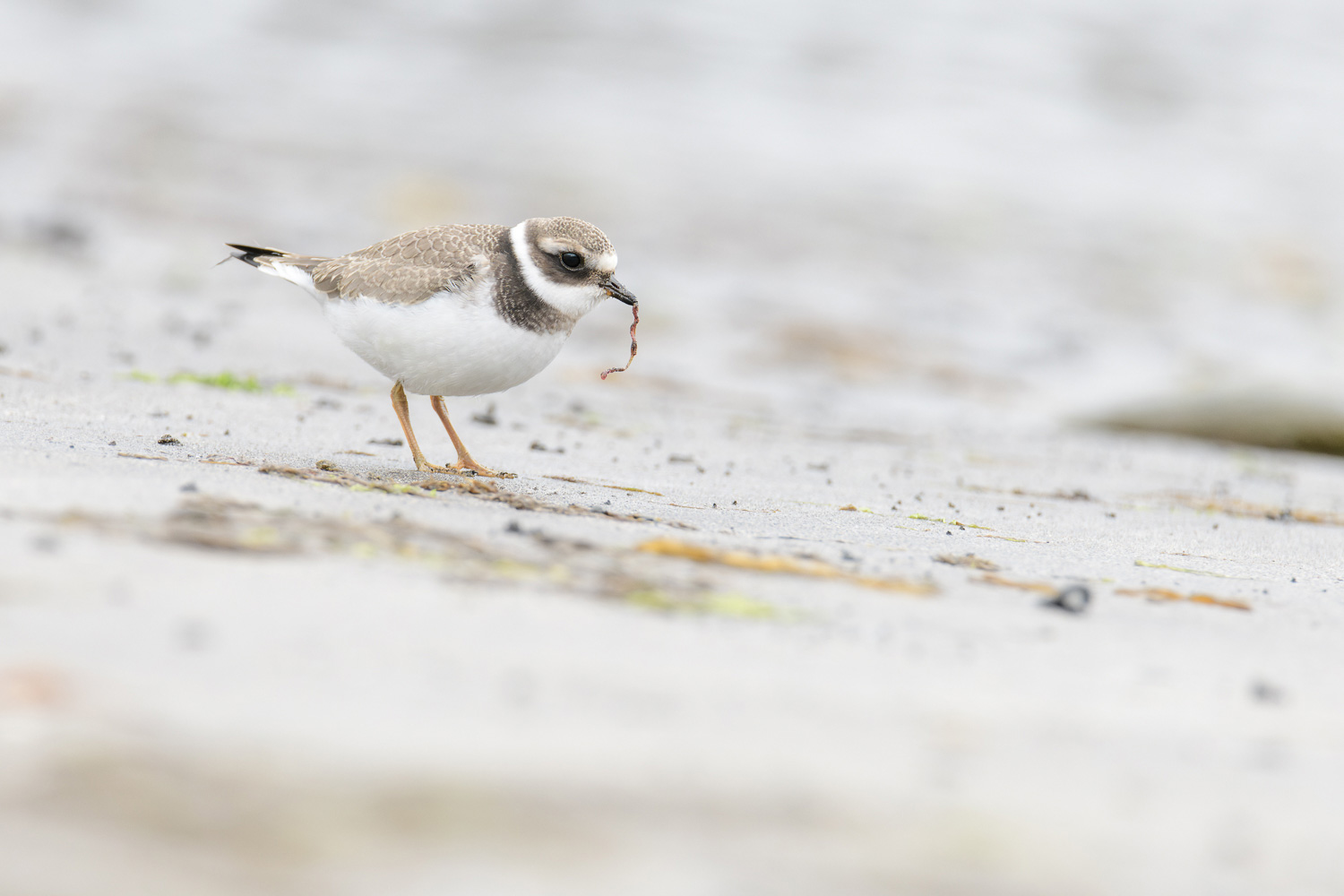 Wildlife of Iceland : The ringed plover