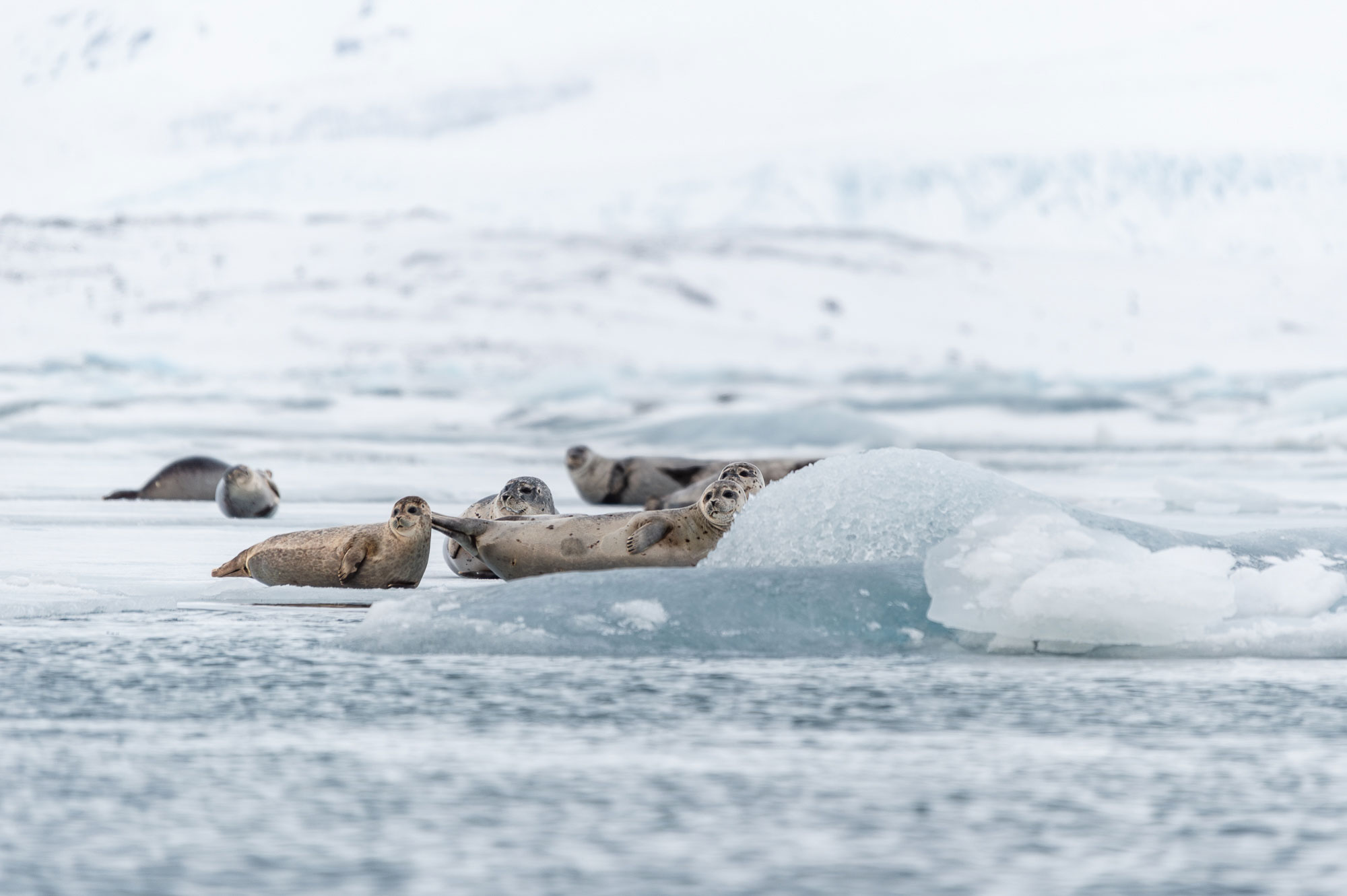 Common seals on the ice of Jökulsárlón