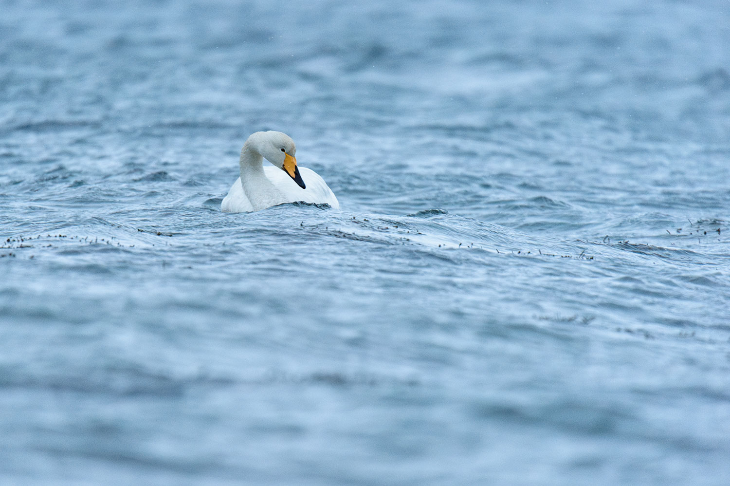 Wildlife of Iceland : The Whooper swan