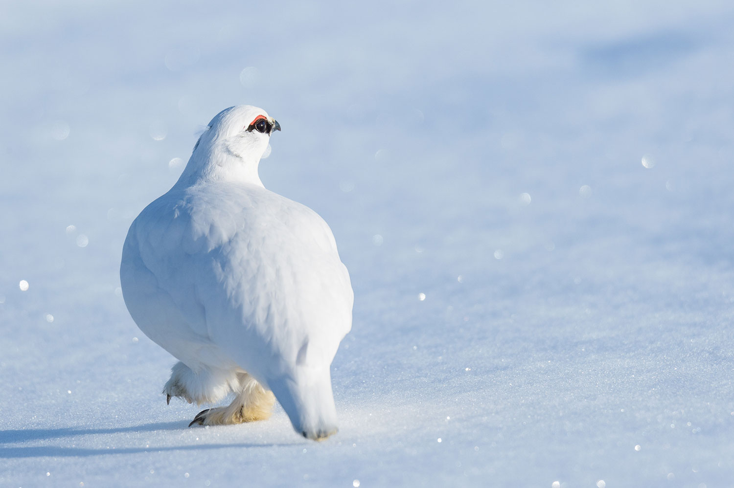 Wildlife of Iceland
