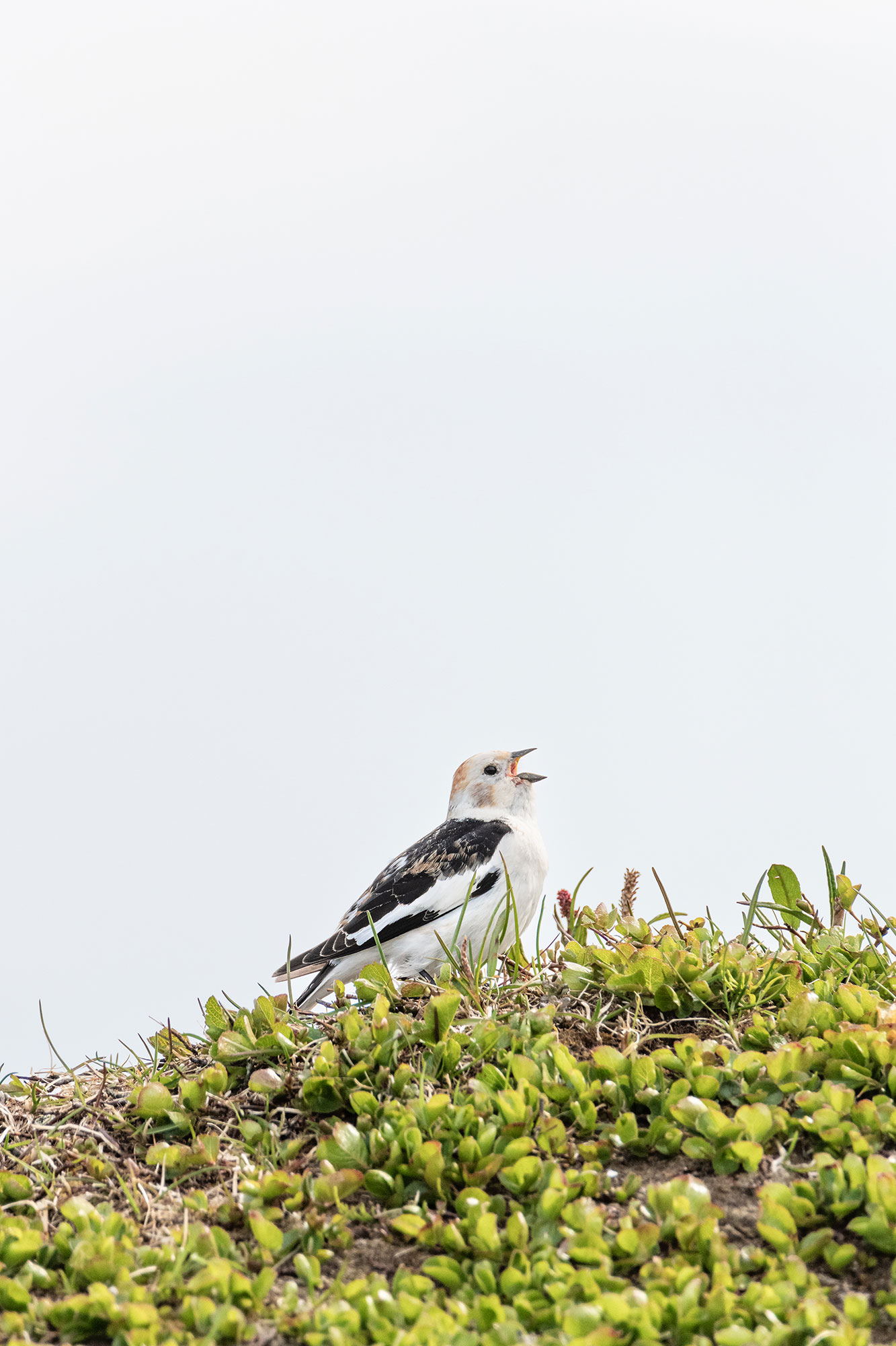 Snow bunting © Samy Berkani