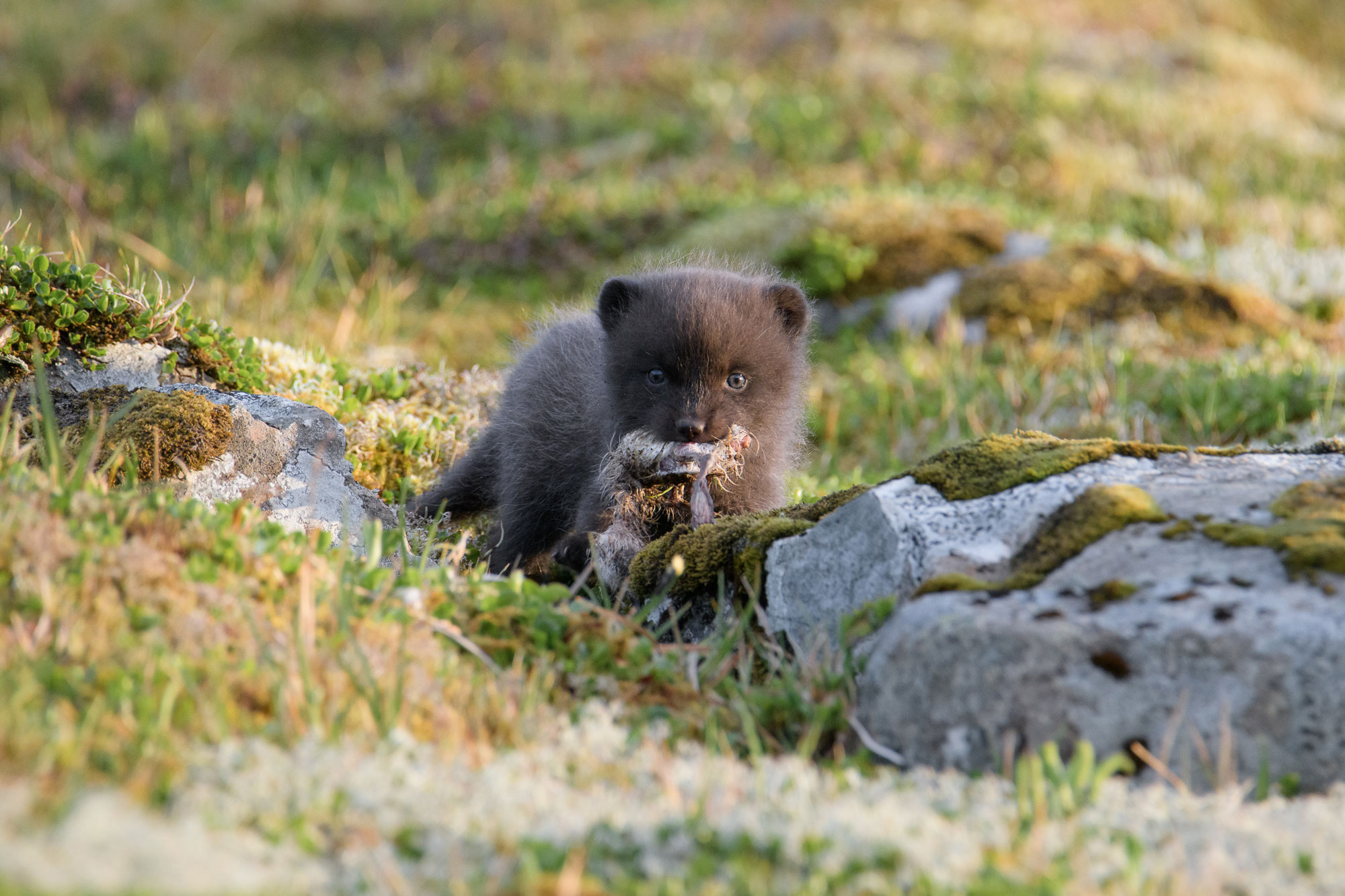 Arctic fox cub © Samy Berkani