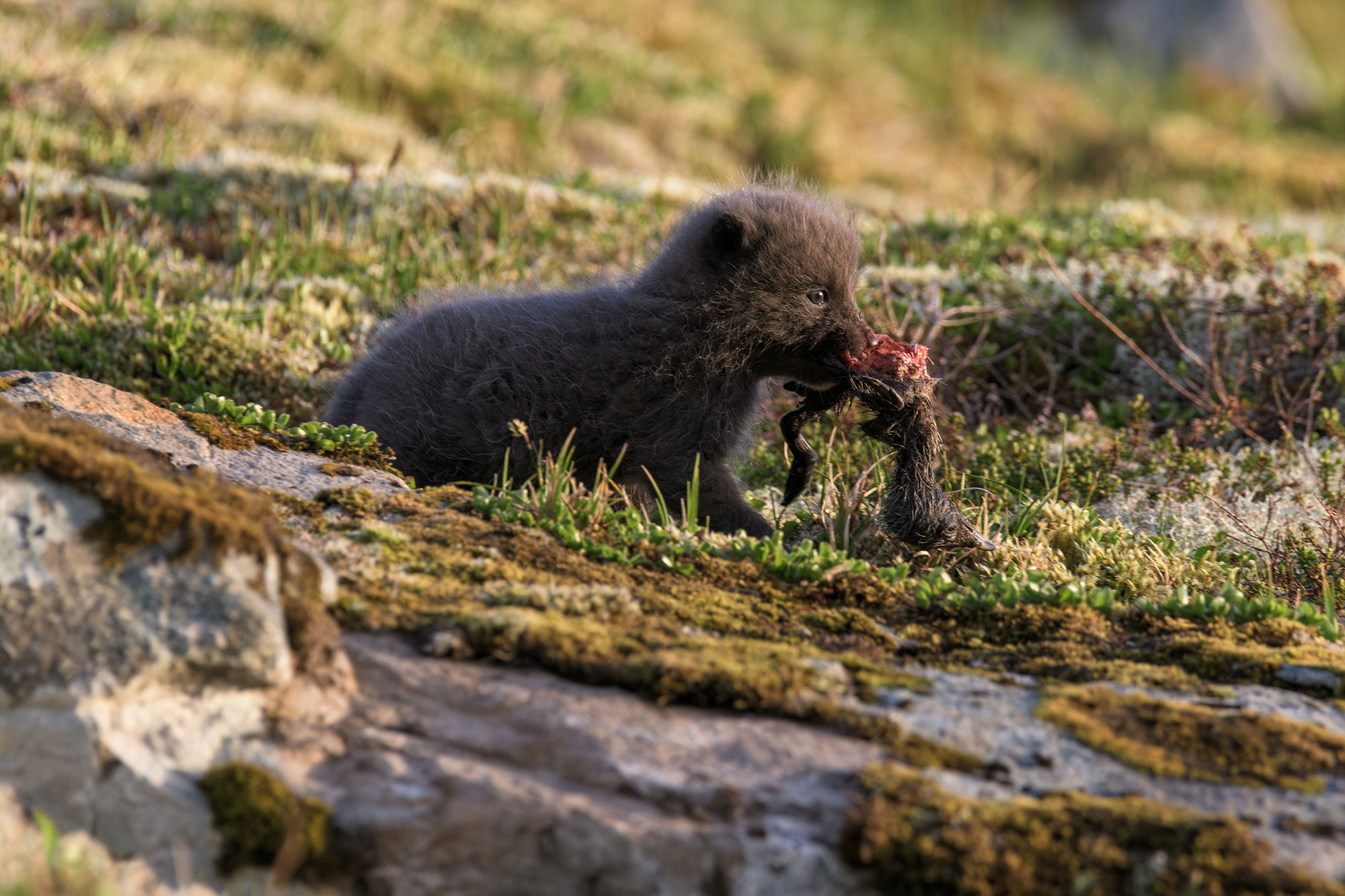 Arctic fox cub in the golden light