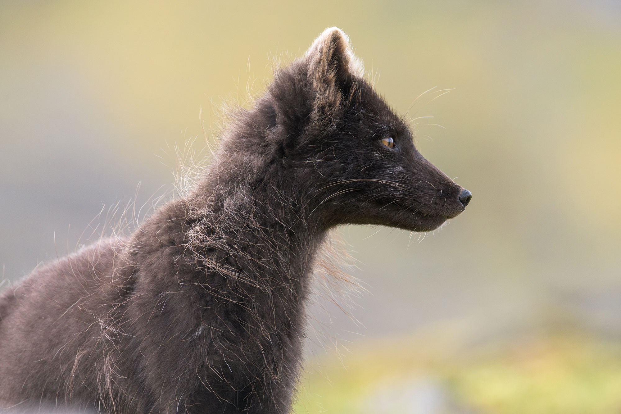 Icelandic Arctic fox