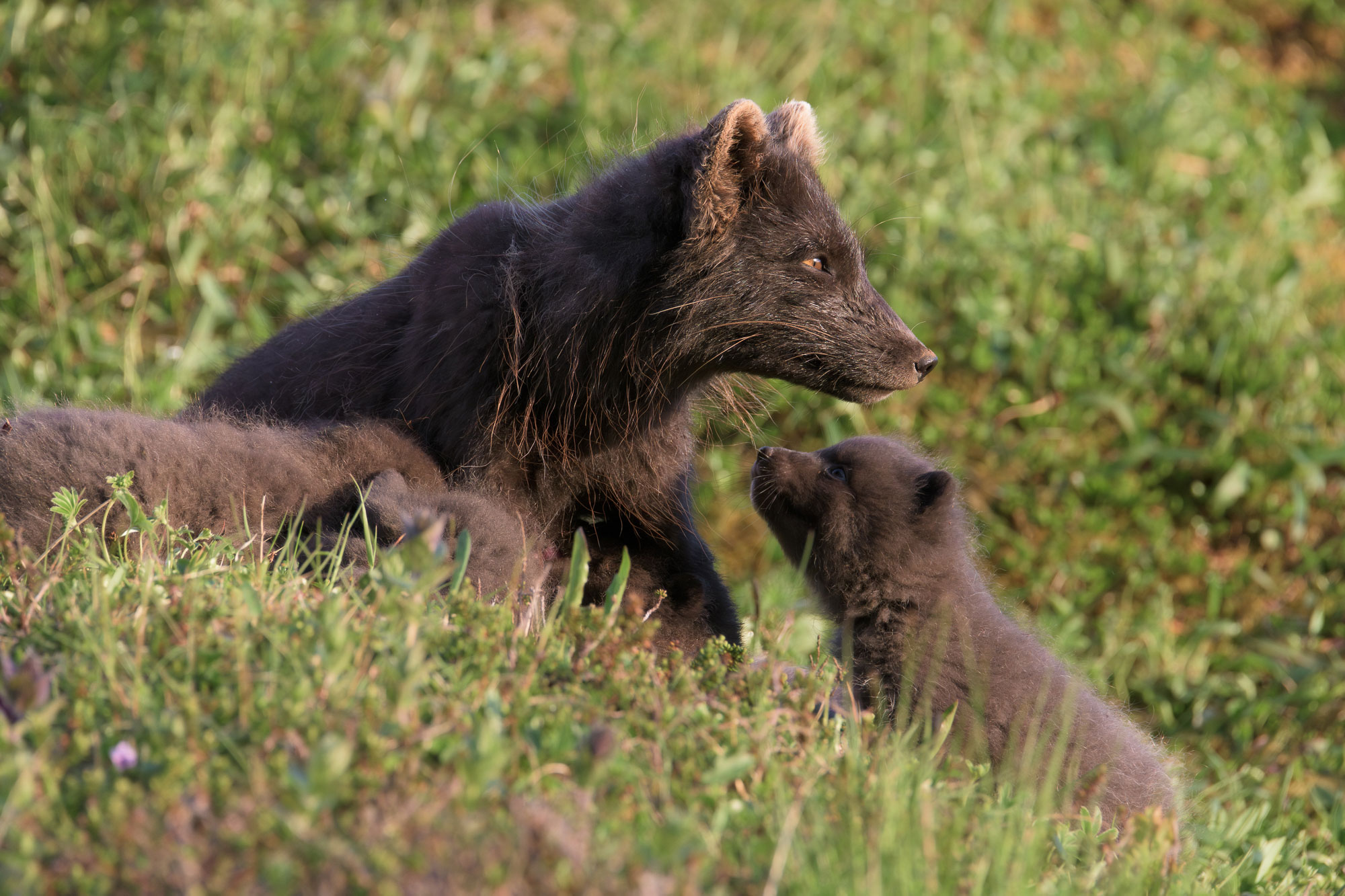 Arctic fox family © Samy Berkani