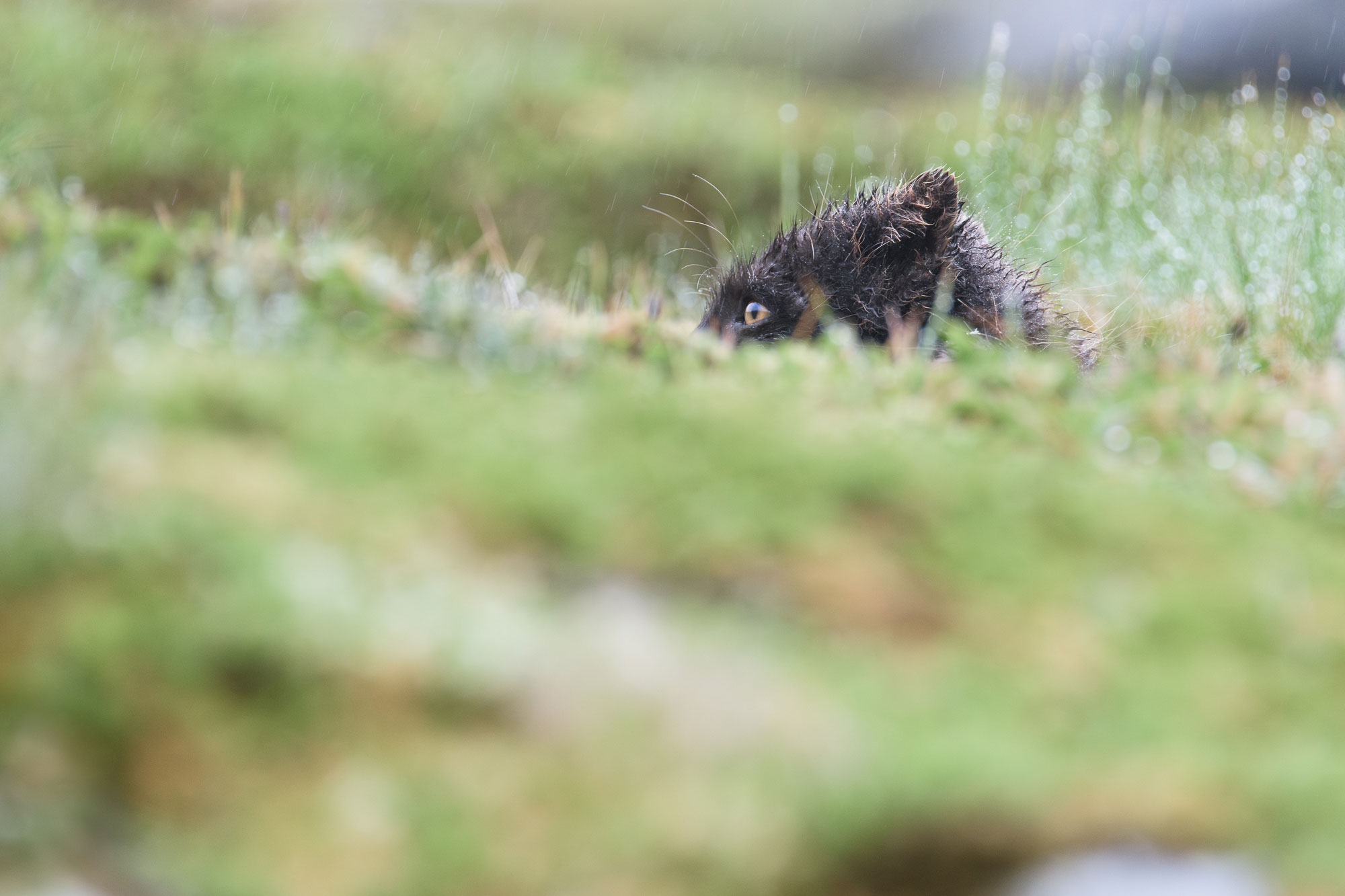 Arctic fox under the rain © Samy Berkani