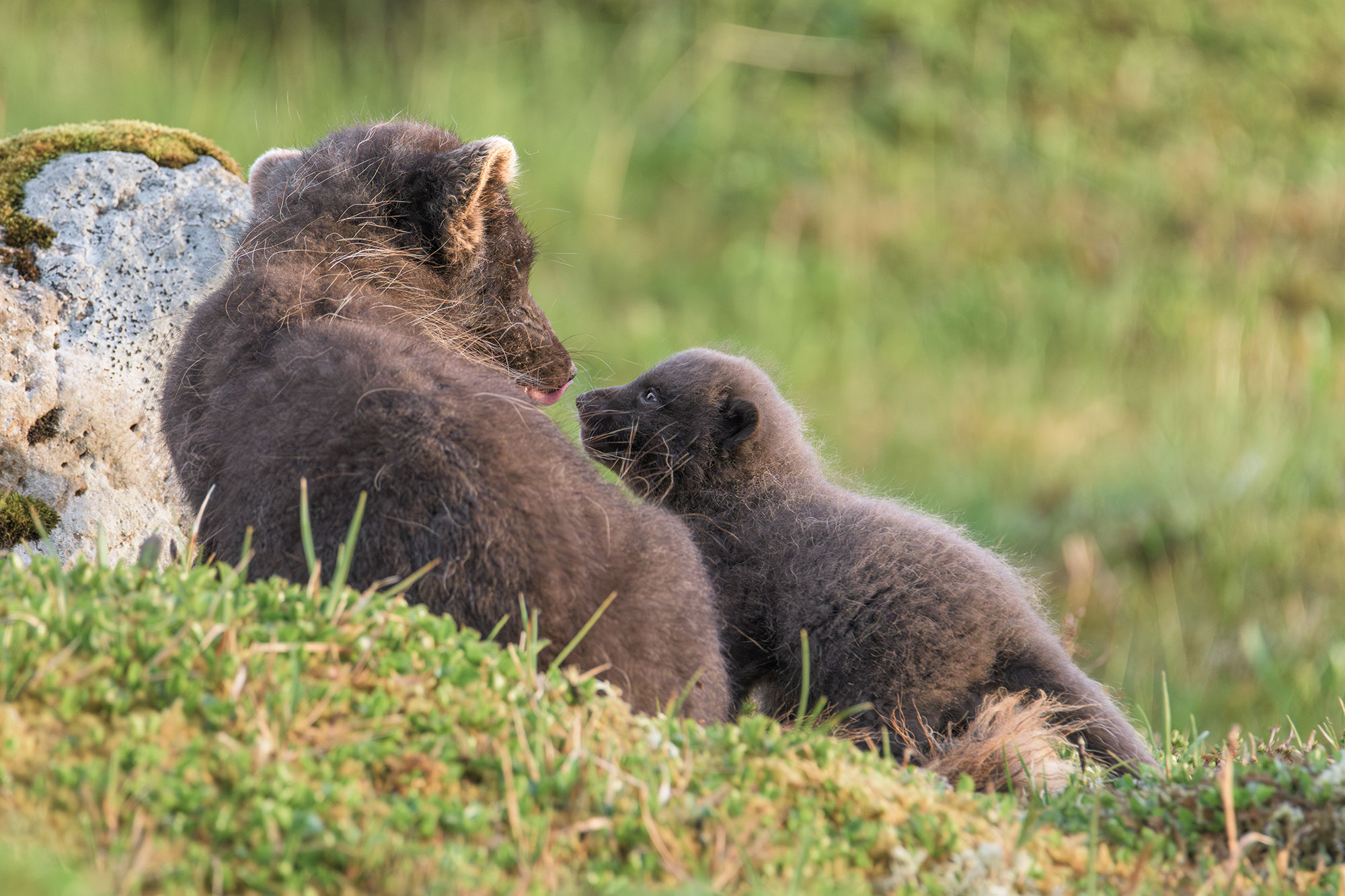 Arctic fox photo tour 2026