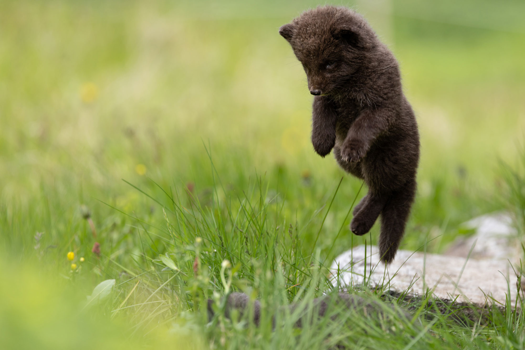 Arctic fox photo tour 2026 © Anna Drinnenberg