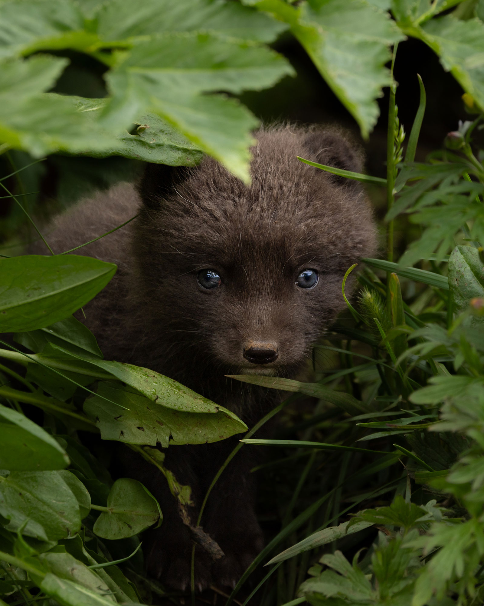 Arctic fox photo tour 2026 © Anna Drinnenberg