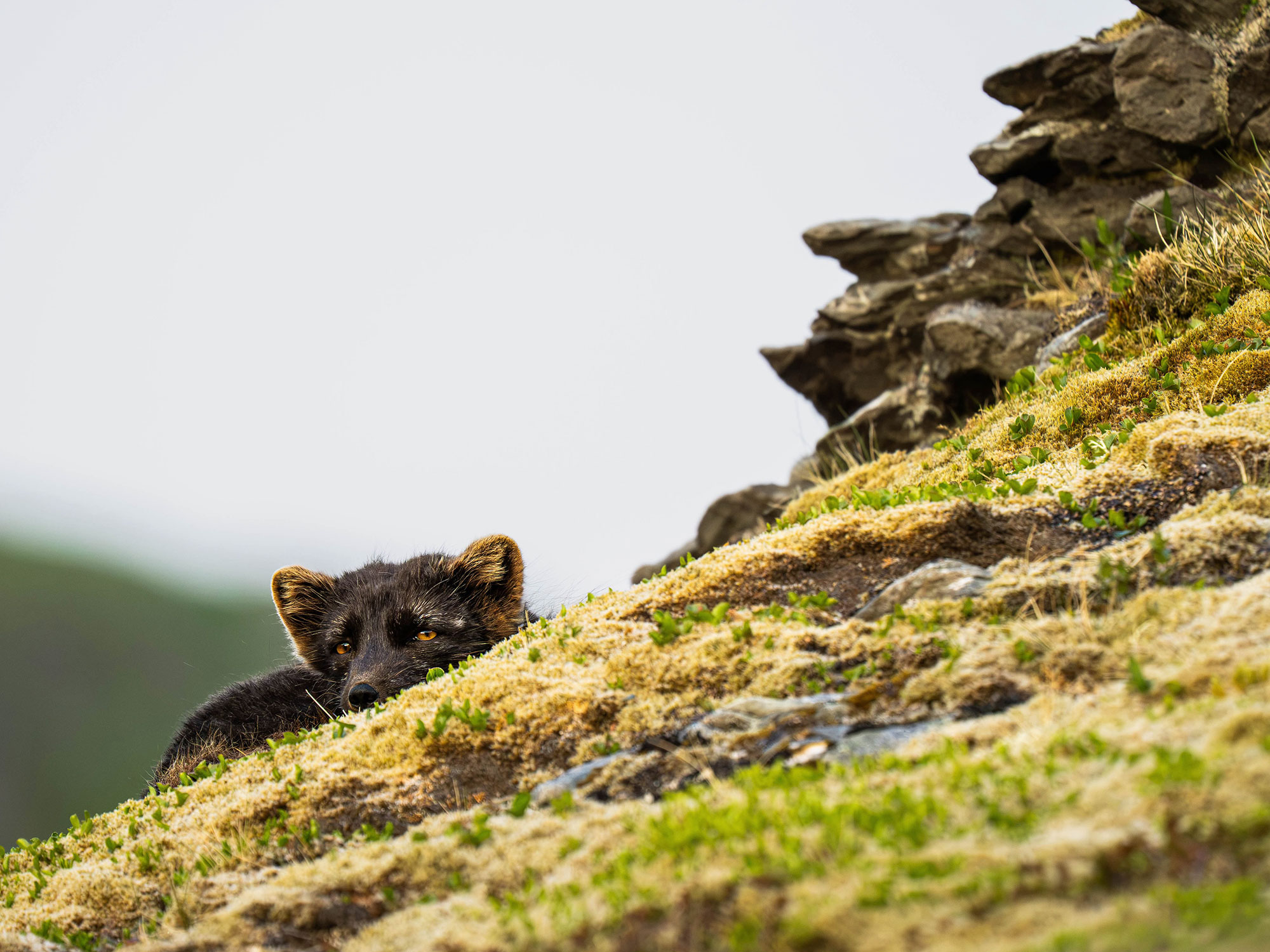 Arctic fox photo tour 2026 © Josh Bowen