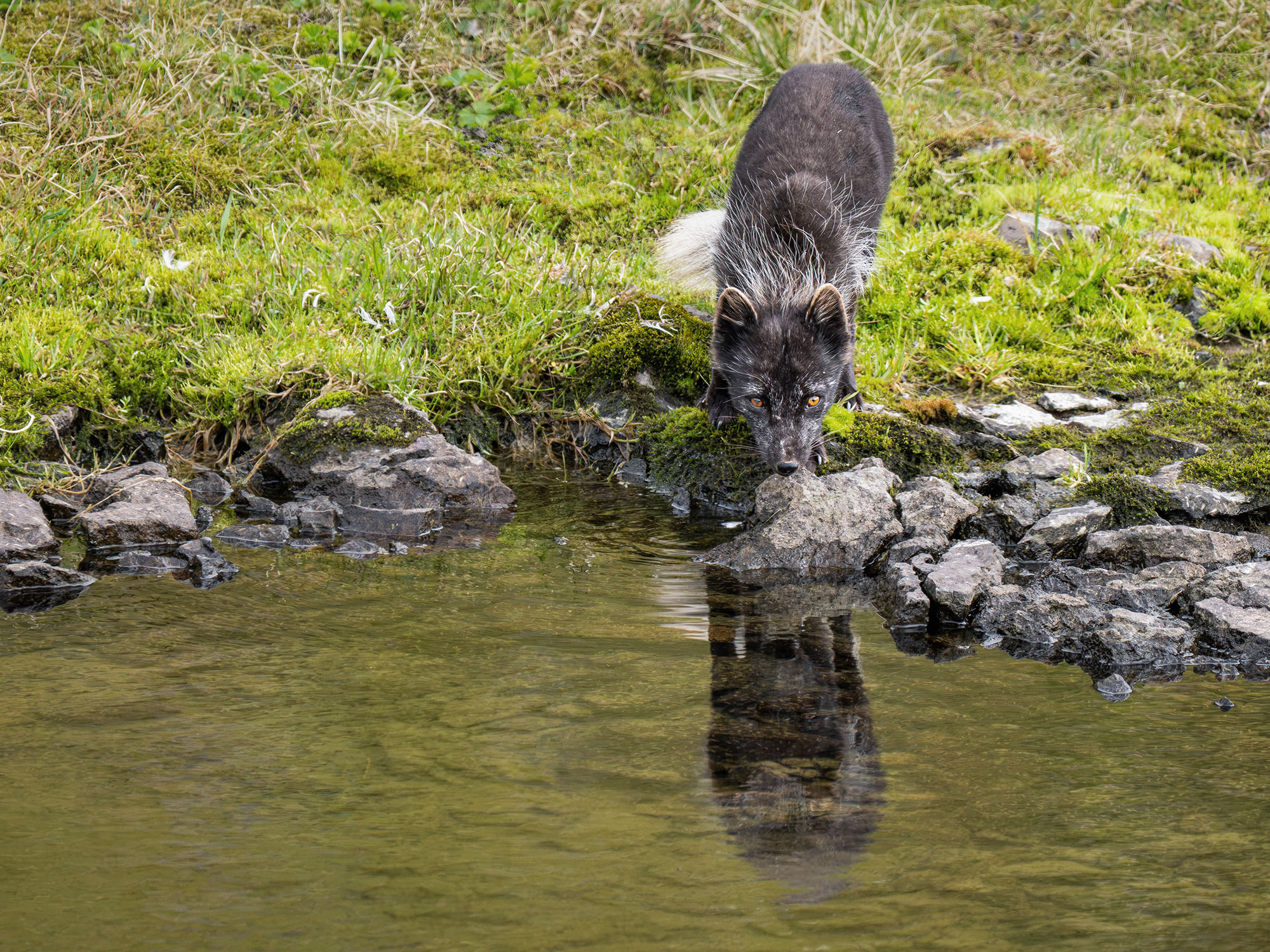 Arctic fox photo tour 2026 © Josh Bowen