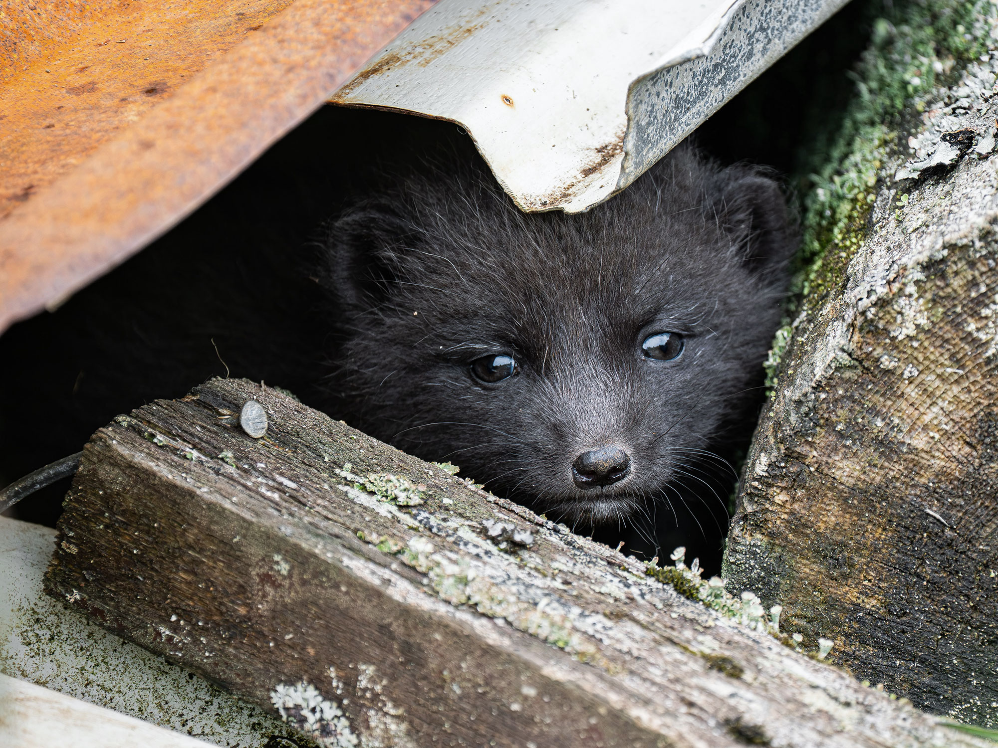 Arctic fox photo tour 2026 © Josh Bowen