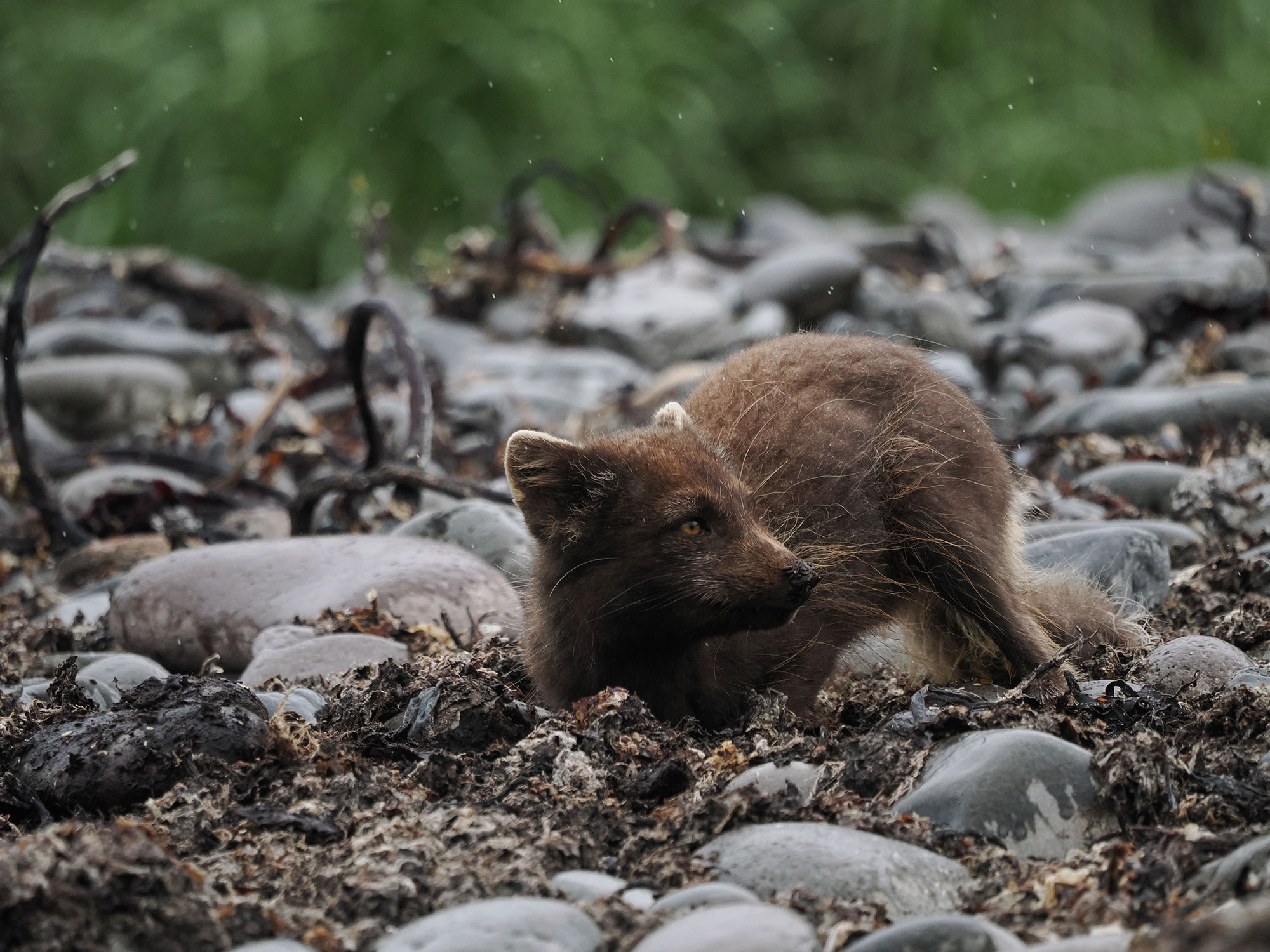 Arctic fox photo tour 2026 © Tyler Orman