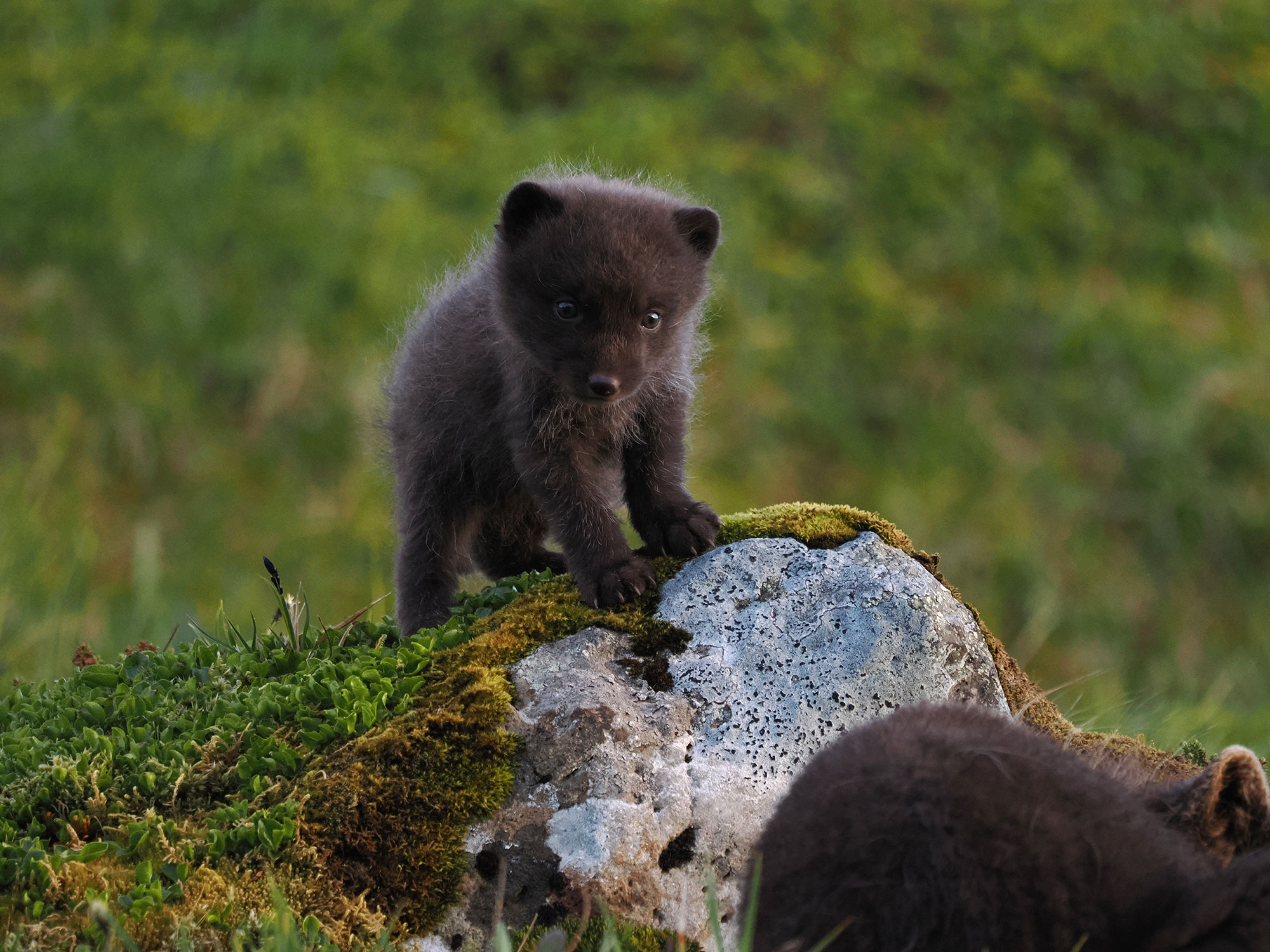Arctic fox photo tour 2026 © Tyler Orman