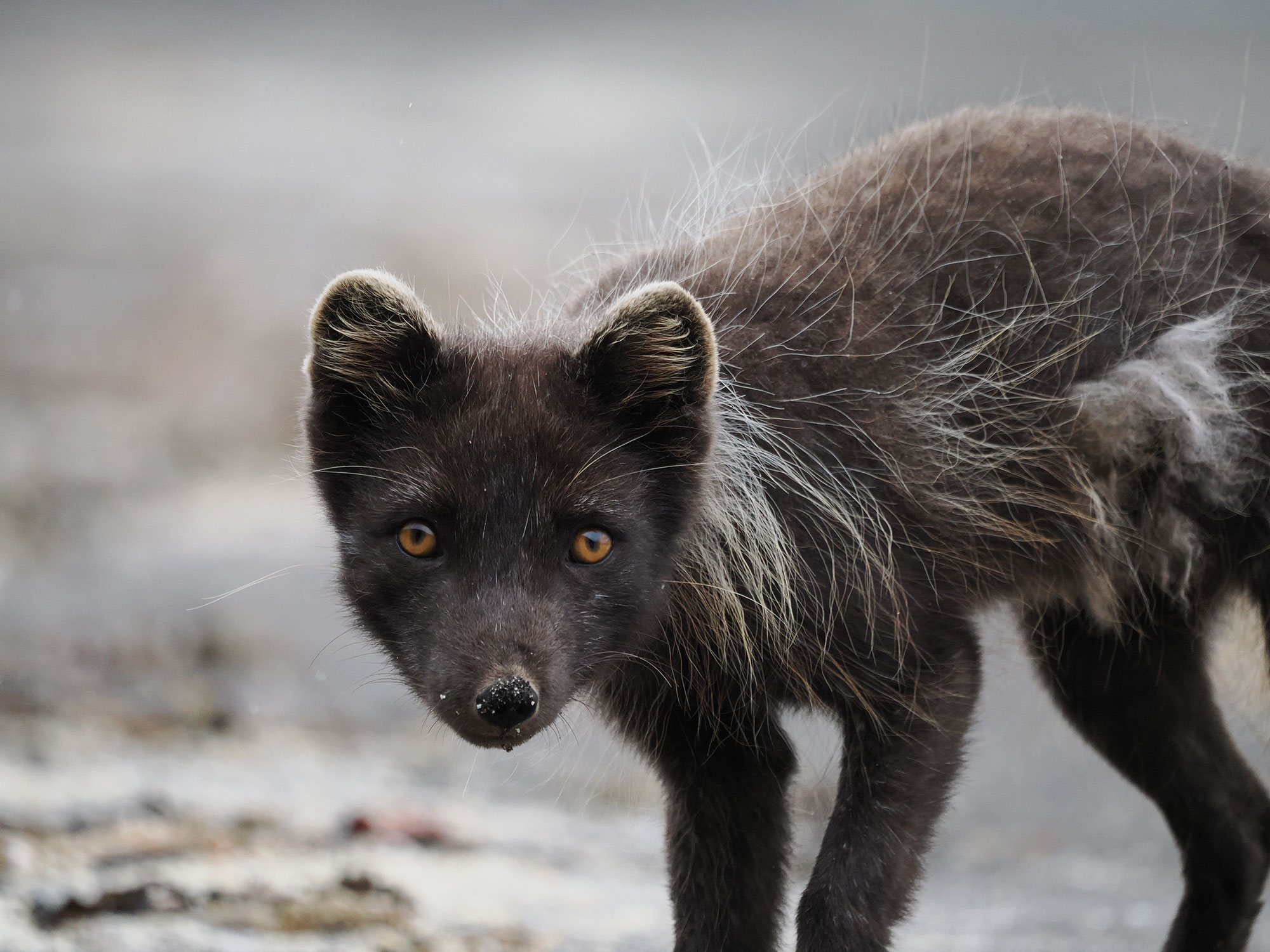Arctic fox photo tour 2026 © Tyler Orman