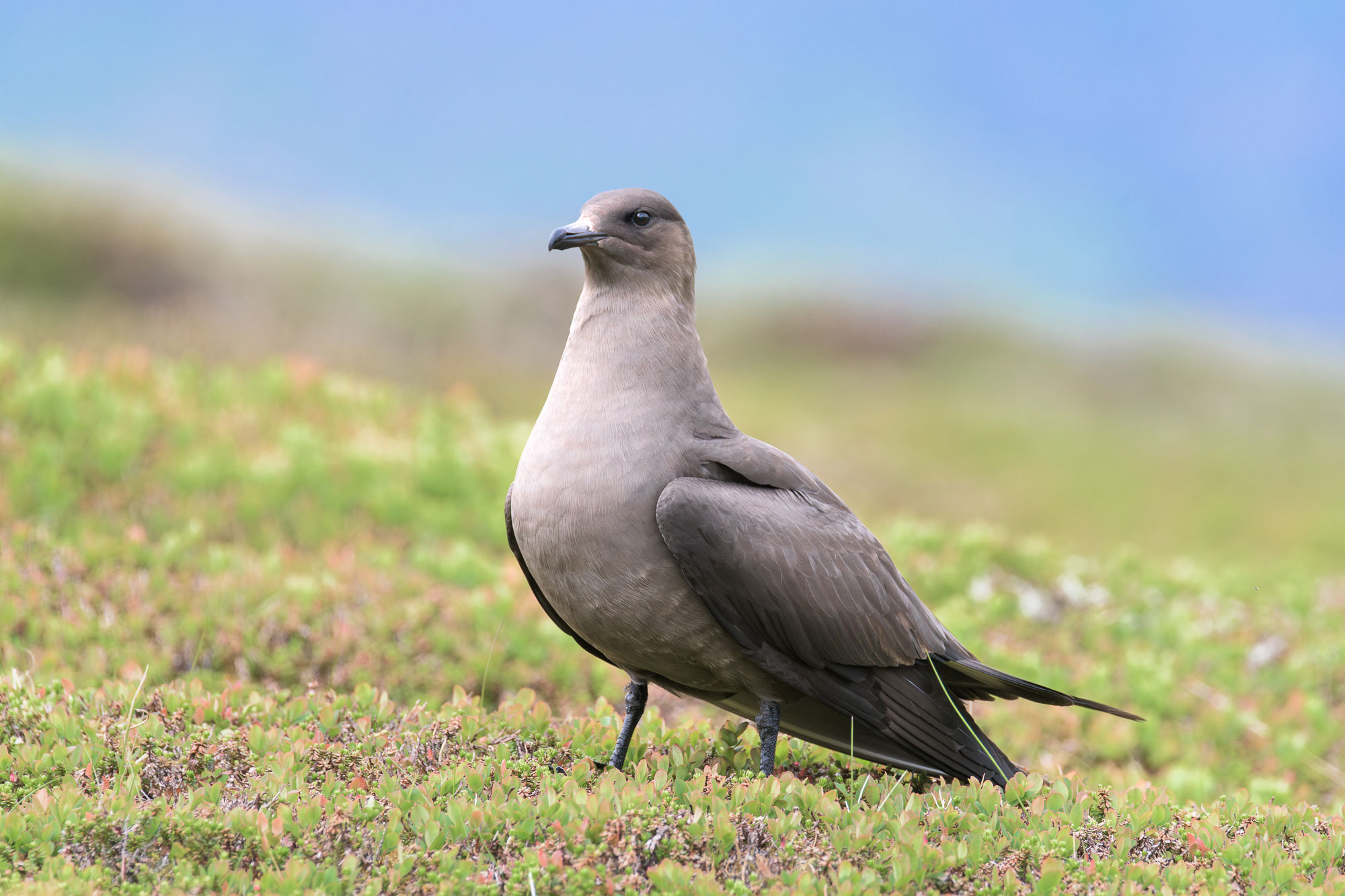 Arctic skua © Samy Berkani