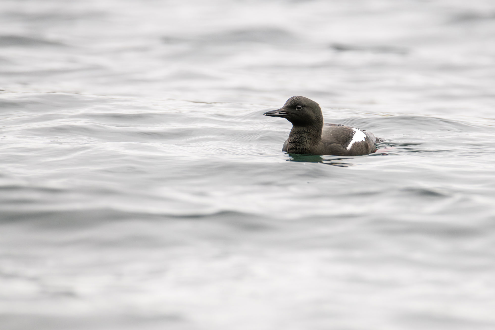 Black guillemot © Samy Berkani