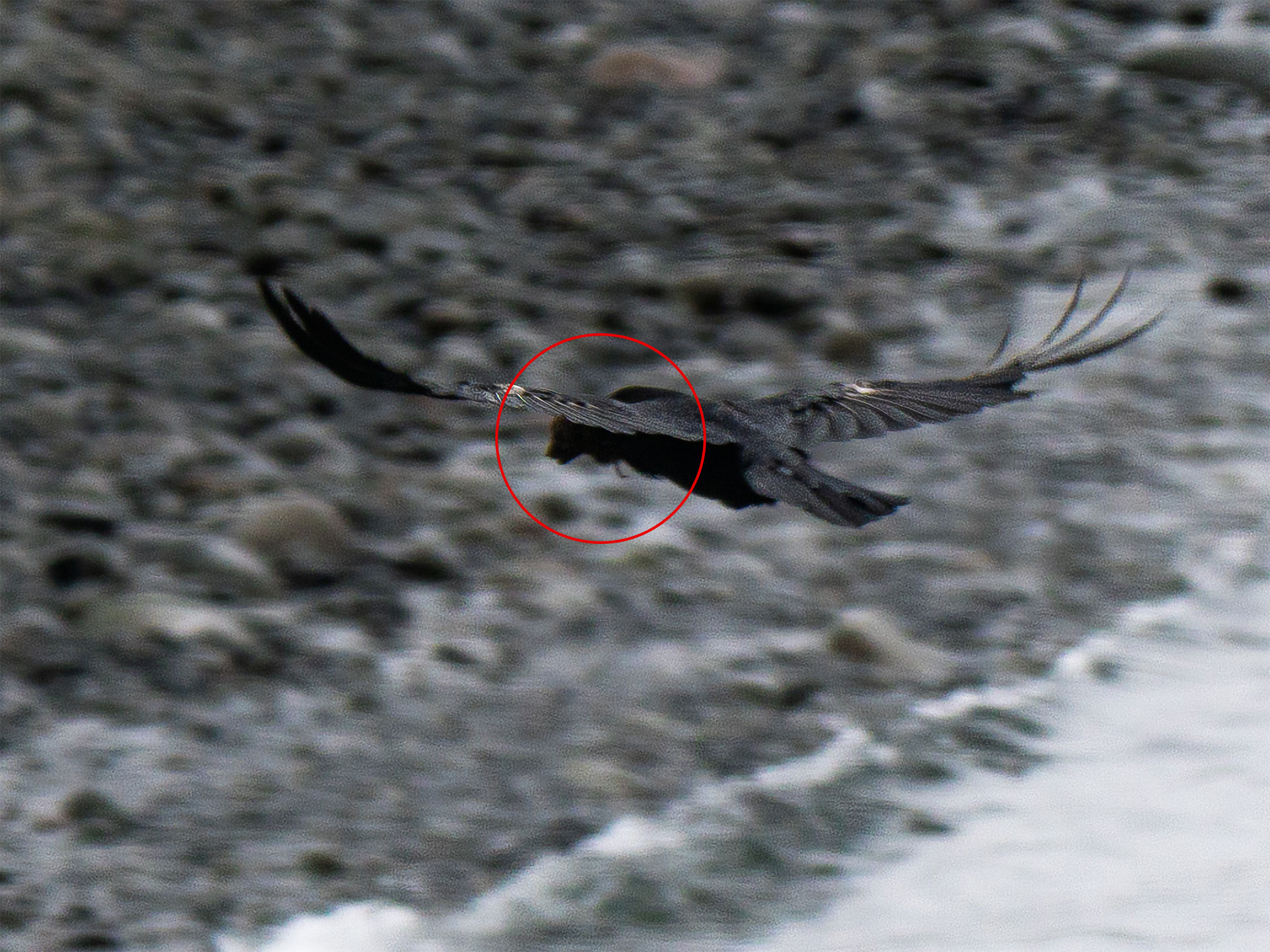Arctic fox cub, prey to a raven