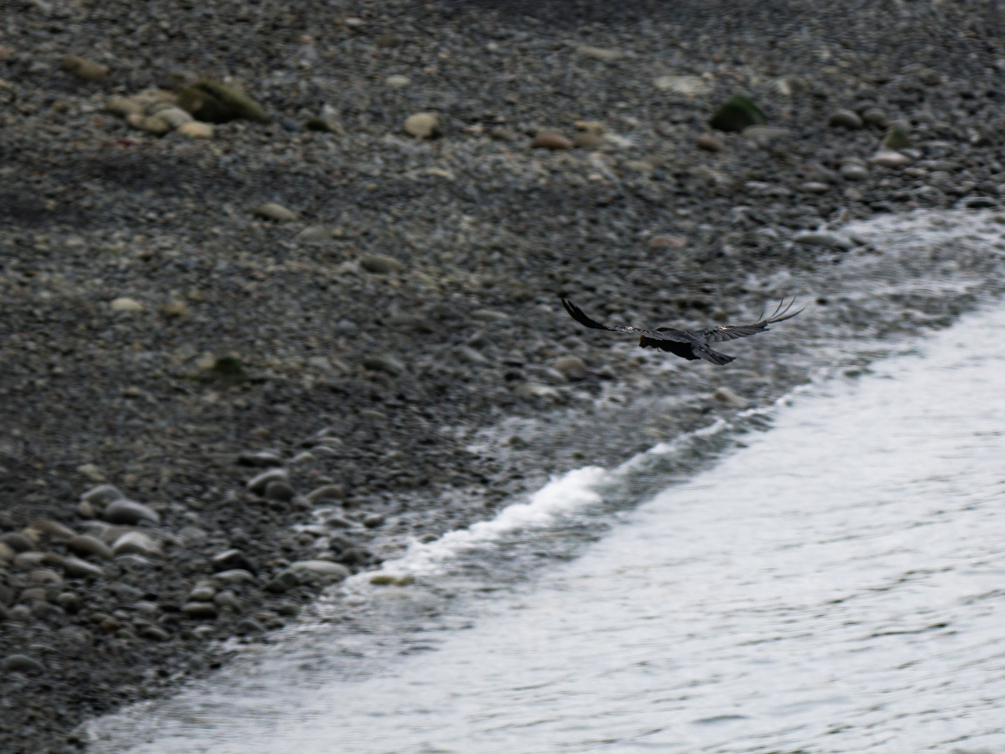 Arctic fox cub, prey to a raven