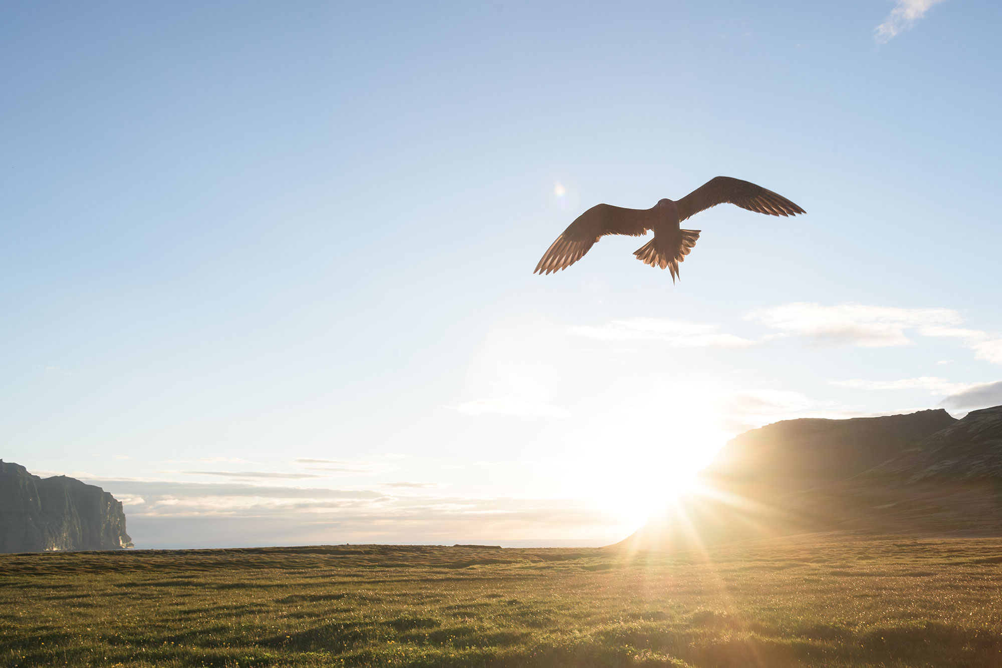 An Arctic skua defending its territory